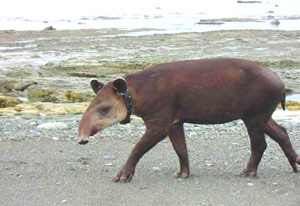 A rescued baby tapir has grown to a semi-domesticated adult who likes to visit the lodge. 